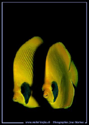Two unseparable Buterfly fishes... :O)  by Michel Lonfat 